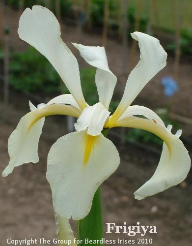 Frigiya (4)